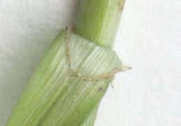 Image of <i>Carex <i>divulsa</i></i> subsp. divulsa