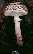 Слика од Lepiota felina (Pers.) P. Karst. 1879