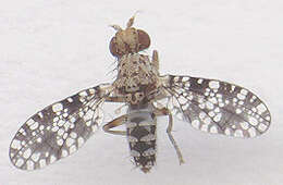 Image of Trypetoptera punctulata (Scopoli 1763)