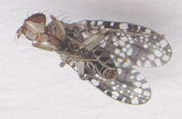 Image of Trypetoptera punctulata (Scopoli 1763)