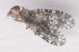 Image de Trypetoptera punctulata (Scopoli 1763)