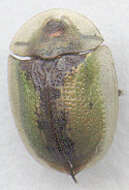 Image of thistle tortoise beetle