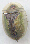 Image of thistle tortoise beetle