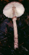 Слика од Lepiota felina (Pers.) P. Karst. 1879