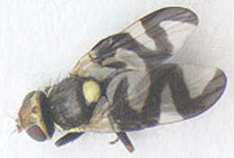 Image of Urophora cardui (Linnaeus 1758)