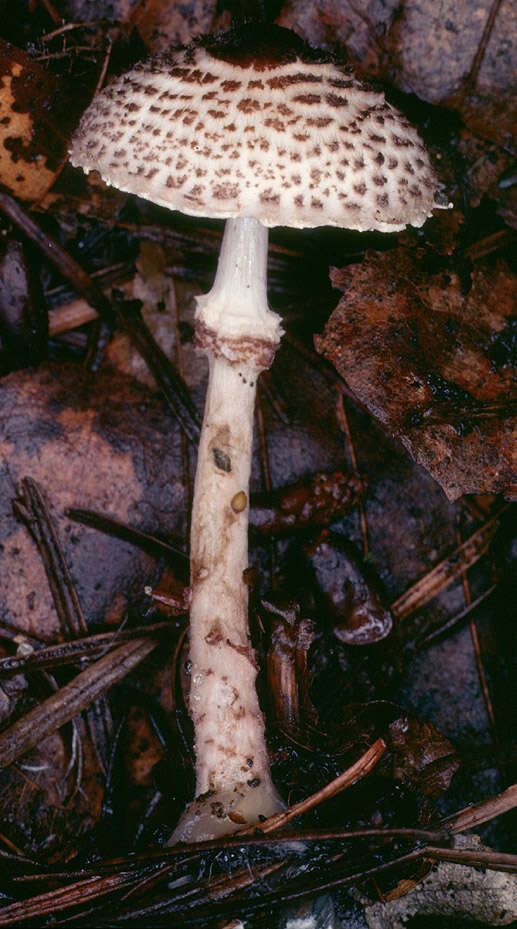 Слика од Lepiota felina (Pers.) P. Karst. 1879