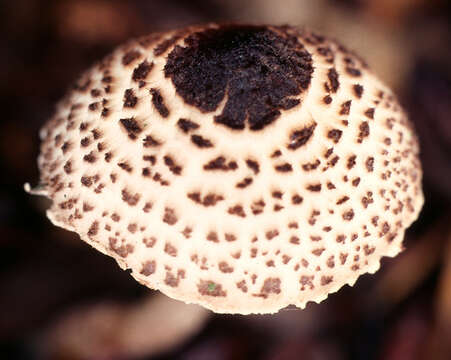 Слика од Lepiota felina (Pers.) P. Karst. 1879