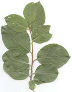 Image of Salix caprea subsp. caprea