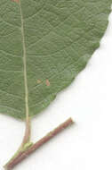 Image of Salix caprea subsp. caprea