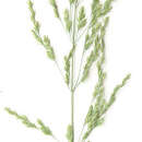 Image of rough bluegrass