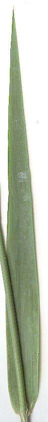 Image of <i>Phalaris <i>arundinacea</i></i> var. arundinacea