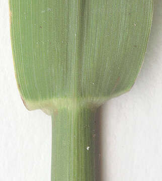 Image of <i>Phalaris <i>arundinacea</i></i> var. arundinacea