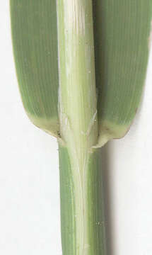 Image of <i>Phalaris <i>arundinacea</i></i> var. arundinacea