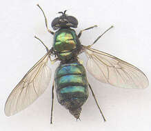 Image of Soldier fly