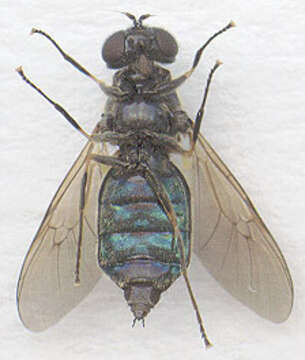 Sivun Chloromyia formosa (Scopoli 1763) kuva