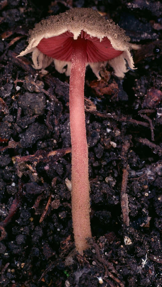 Image of Melanophyllum haematospermum (Bull.) Kreisel 1984