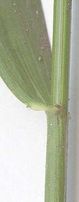 Image of bearded couch-grass