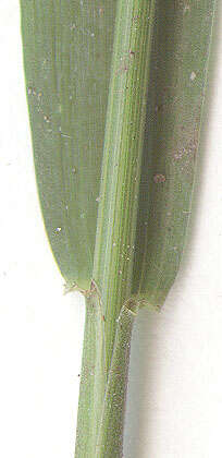 Image of bearded couch-grass