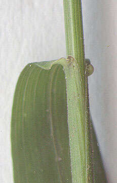 Image of bearded couch-grass