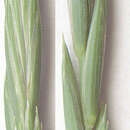 Image de Elytrigia repens subsp. repens