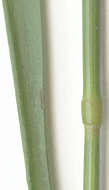 Image of Elytrigia repens subsp. repens