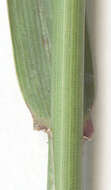Слика од Elytrigia repens subsp. repens