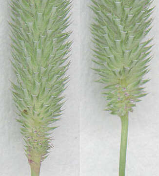 Phleum bertolonii DC.的圖片