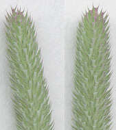 Phleum bertolonii DC.的圖片