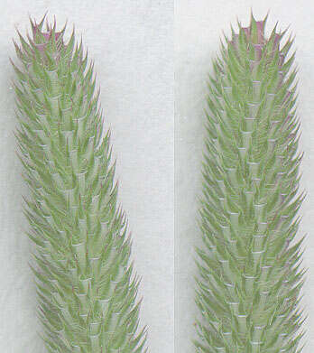 Phleum bertolonii DC.的圖片