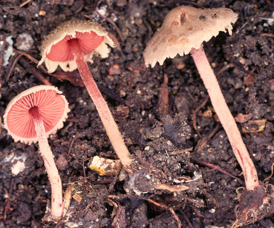 Image of Melanophyllum haematospermum (Bull.) Kreisel 1984