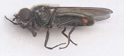 صورة Cheilosia variabilis (Panzer 1798)