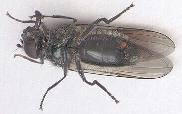 صورة Cheilosia variabilis (Panzer 1798)