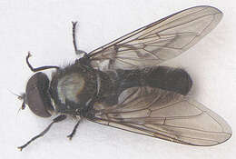 صورة Cheilosia variabilis (Panzer 1798)