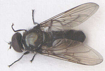 صورة Cheilosia variabilis (Panzer 1798)