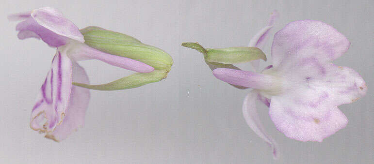 Image de Dactylorhiza fuchsii × Dactylorhiza maculata