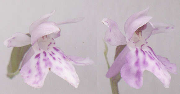 Image of Common spotted orchid