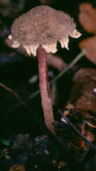 Image of Melanophyllum haematospermum (Bull.) Kreisel 1984