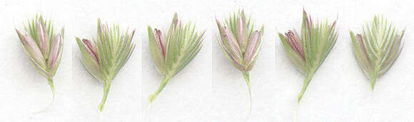 Image of Crested dogstail grass