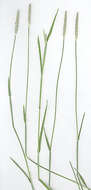 Image of marsh foxtail