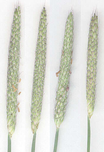 Image of marsh foxtail