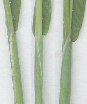 Image of marsh foxtail