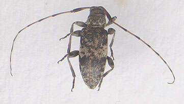 Image of Leiopus nebulosus (Linné 1758)