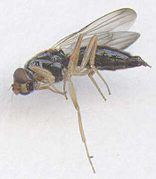 Image of Chyliza leptogaster (Panzer 1798)