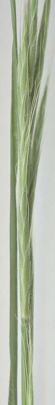 Image of false broom