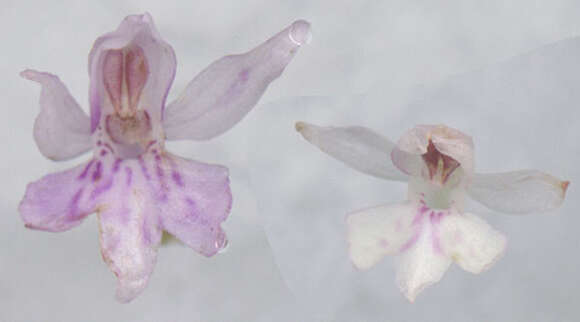 Image of Common spotted orchid