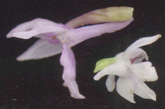 Image of Common spotted orchid