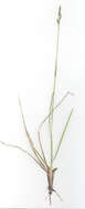 Image of common heathgrass