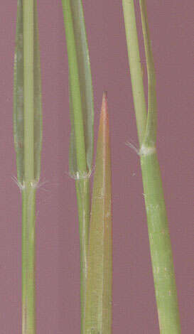 Image of common heathgrass