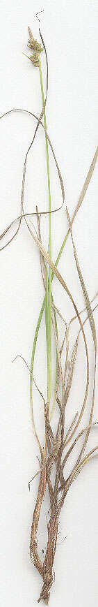 Image of pill sedge