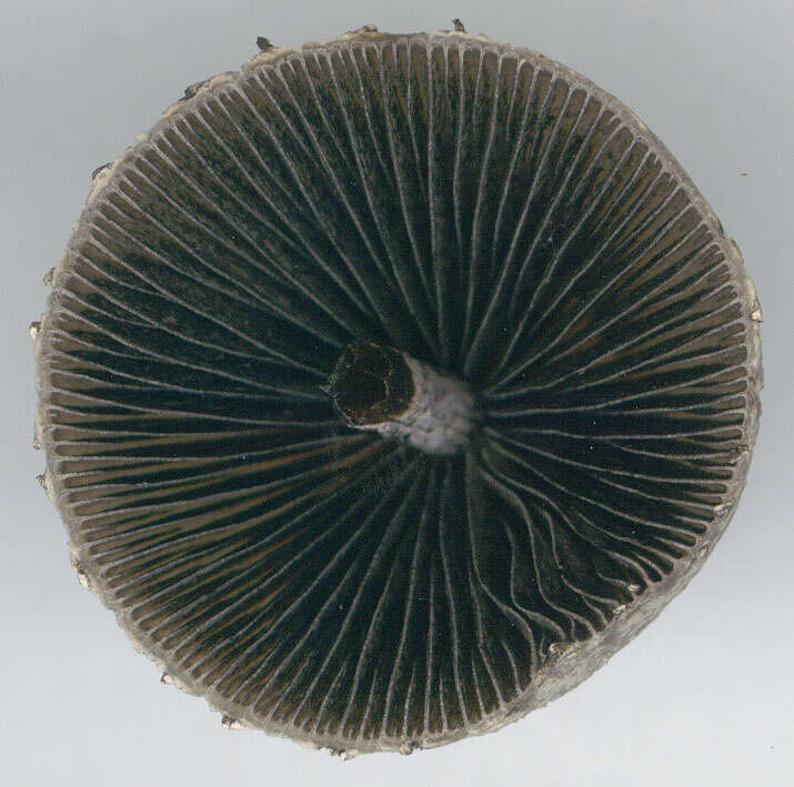 Image de Panaeolus papilionaceus (Bull.) Quél. 1872
